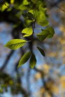 Natur im Sommer. Pflanzen im Park. natürliche Schönheit. foto