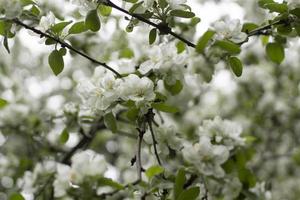 Apfelbaum im Frühjahr. Apfelblüten im Garten. Zweige mit Blättern. foto