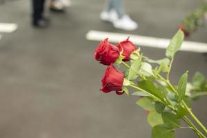 drei rote Rosen. Rosenstrauß. Blumen für Lehrer. foto