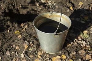 Eimer Wasser im Garten. Stahleimer. Wasser zum Gießen von Pflanzen. foto