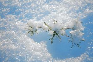 Nadel-Fichtenzweig. gefrorener Winterwald mit schneebedeckten Bäumen. foto