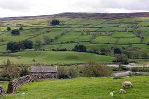 Weiße und schwarze Schafe mit Yorkshire Dales Vista im Hintergrund foto