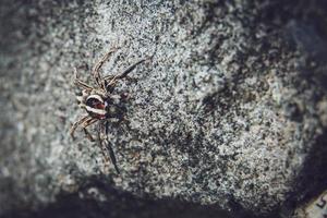 gestreifte Luchsspinne. Spinnenarten. Makrobilder von Spinnen. Nahaufnahmefoto der Spinne. foto