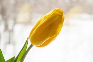 eine schöne gelbe tulpe vor dem pastelllicht aus einem fenster foto