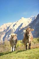 Kühe auf einer Wiese in den Schweizer Alpen