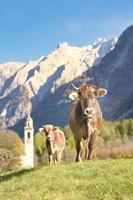 Kühe auf einer Wiese in der Nähe eines Schweizer Dorfes foto