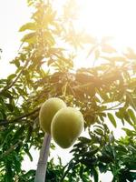 Mango-Frucht, die im Hof hängt foto