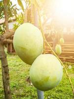 Mango-Frucht, die im Hof hängt foto