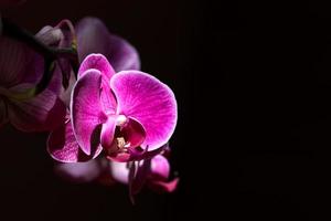 Orchidee. foto