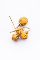 ayurvedisches Choti Kateli, auch bekannt als Kantkari oder Solanum Surattense, getrocknet und in Pulverform foto