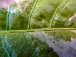 Textur gelbgrüne Aronstablilie Blattdetail mit Zantedeschia-Äderung foto