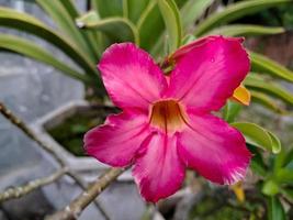 Kalachuchi, auch bekannt als Plumeria Rubra, wissenschaftlicher Name, hat den gebräuchlichen Namen Frangipani oder Tempelblume foto