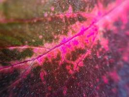 rote Coleus-Textur mit roten Stielen, die für den Hintergrund geeignet sind foto