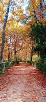 Herbst fällt Landschaft foto