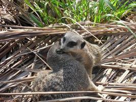 zwei Erdmännchen, die sich umarmen 4 foto