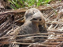 zwei Erdmännchen, die sich umarmen 2 foto