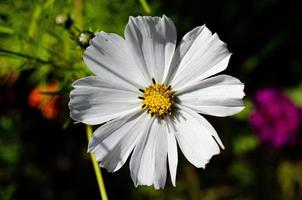 Herbstasterblumen mit Wassertropfen foto