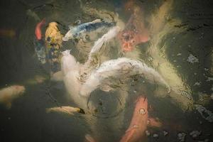bunte Koi-Fische in Wasserbecken, foto