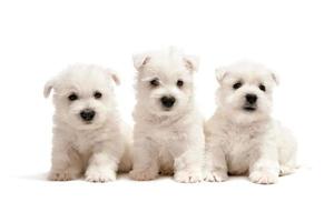 drei West Highland White Terrier Welpen