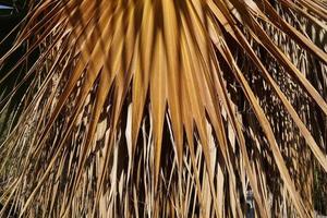 trockenes palmblatt, strukturierte natur. foto