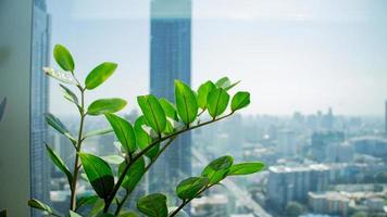 grüner baum auf einem hohen gebäude, das dem sonnenlicht ausgesetzt ist und auf das gebäude mit blick auf die stadt bangkok thailand blickt foto