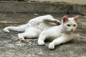 juckende weiße Katze. streunende Katze, die sich hinlegt und sich am Ohr kratzt. foto