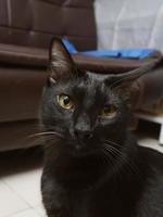 das schwarze kleine kätzchen mit gelben augen schaut in die kamera. schwarze katze entspannung. foto