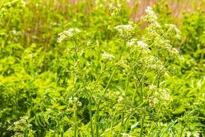 schöne wiese kerbel wiese blume blumen auf grünem hintergrund deutschland. foto