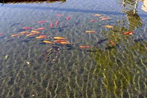 Bunte Fische schwimmen in einem See mit Süßwasser. foto