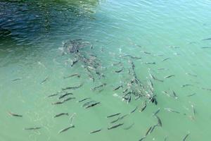 fische schwimmen im meerwasser an der mittelmeerküste. foto