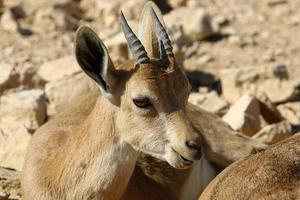 wilde Bergziegen im Süden Israels. foto