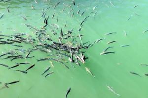 fische schwimmen im meerwasser an der mittelmeerküste. foto