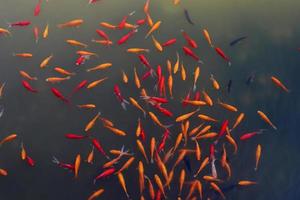 Bunte Fische schwimmen in einem See mit Süßwasser. foto