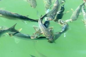 fische schwimmen im meerwasser an der mittelmeerküste. foto