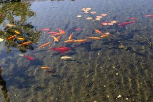 Bunte Fische schwimmen in einem See mit Süßwasser. foto