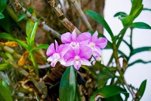 schöne orchideenblumen am baum foto