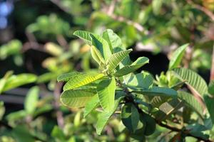 schöne grüne Blätter. Grünliche Guavenblätter Nahaufnahmeansicht. Gesunde Blätter für Diabetes. helfen, das Fett des menschlichen Körpers zu reduzieren foto