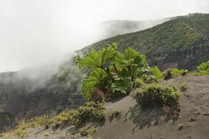 Vegetation am irazu Vulkankrater, Cartago, Costa Rica.