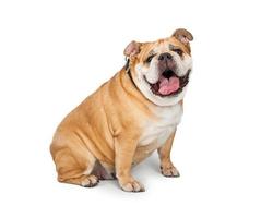 glückliche erwachsene Bulldogge sitzen foto
