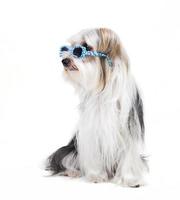 kleiner Hund mit Sonnenbrille