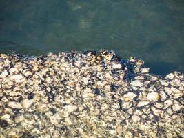 Austernschale auf dem Meeresfelsen. foto