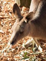 das gesicht des jungen roten kängurus im australischen zoo. foto