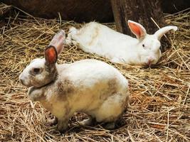 Zwei weiße Kaninchen sitzen auf Stroh in einem landwirtschaftlichen Gebiet. foto