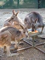 hungrig drei junge Kängurus essen etwas Gemüse aus dem Tablett in einem Zoo. foto