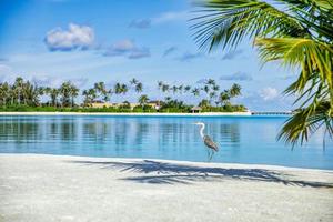 schöner blauer sonniger meer tropischer naturhintergrund. strandurlaub luxus resort villen bungalow insel ufer, erstaunliche tierwelt szenische freiheit abenteuer, graureiher vogeljagd. exotisches Reiseziel foto