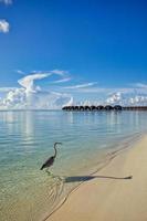 schöner blauer sonniger meer tropischer naturhintergrund. strandurlaub luxus resort villen bungalow insel ufer, erstaunliche tierwelt szenische freiheit abenteuer, graureiher vogeljagd. exotisches Reiseziel foto