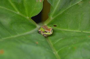 grüner und brauner Frosch auf Rhabarberblatt foto