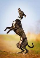 schöner junger Spaß whippet Hundewelpe läuft und springt foto