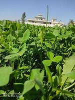 eine große Senfpflanze in landwirtschaftlichen Flächen in Pakistan foto