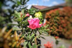 selektiver fokus der rosafarbenen blume unter anderen blumen und pflanzen foto